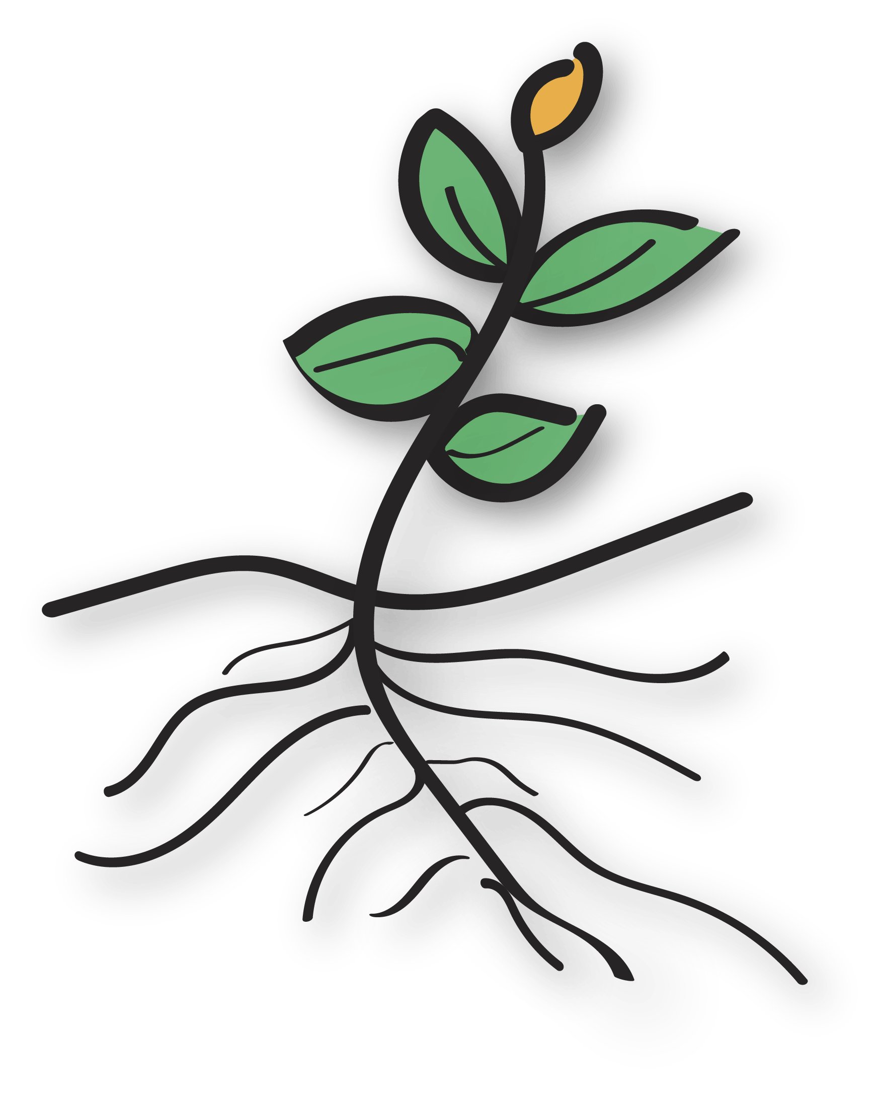 seeds