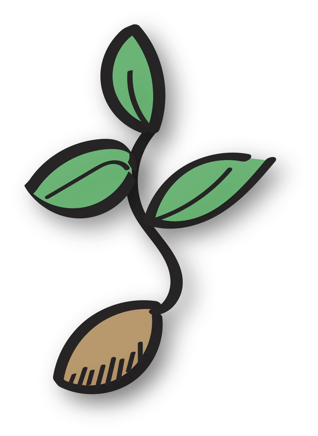 seeds